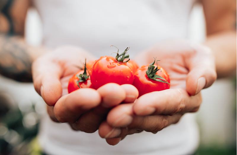 Image of tomatoes in hands